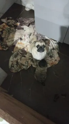 Pug fêmea adulta