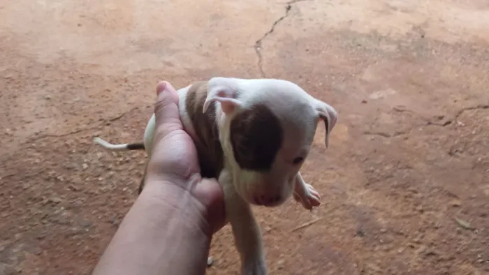 VENDE-SE FILHOTE DE PITBULL 