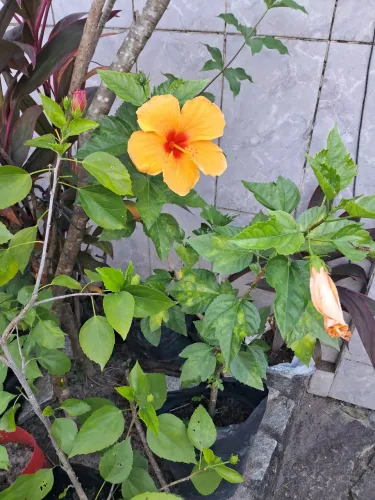 Jardim
