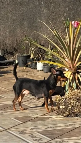 Vendo pincher 