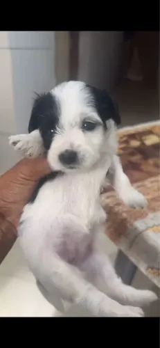 Filhote de maltês/ poodle mini a venda