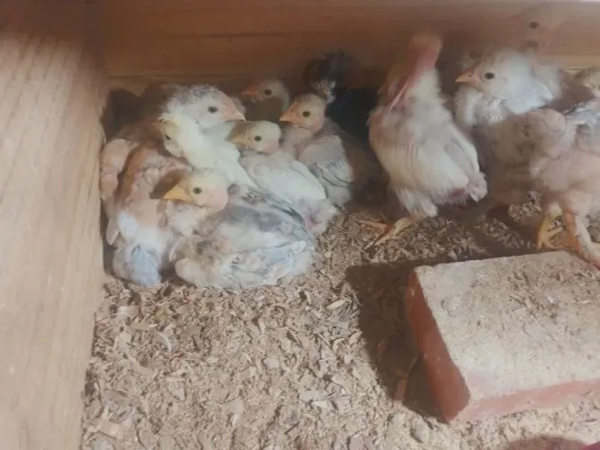 Pintinhos à venda
