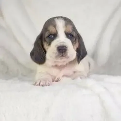 Basset Hound,Basset Hound Filhote Vacinado com Procedência e Muito Carinho