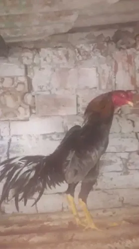 Galo de raça filho de uma galinha de Fortaleza