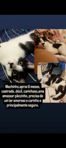 Adoção responsável