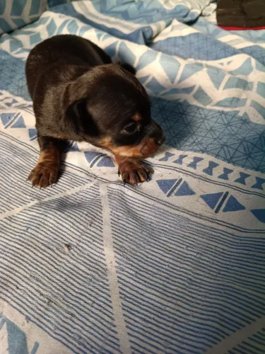 Filhote Pincher , macho , 500 reais