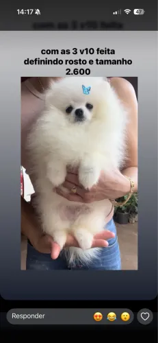 lulu da pomerania