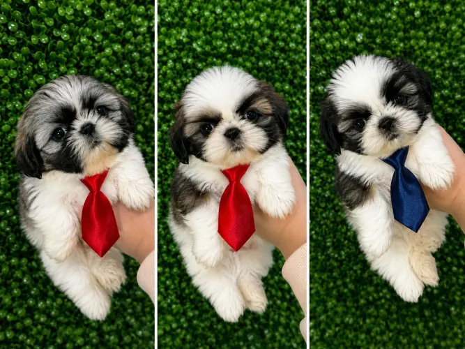 Lindos filhotes de Shih Tzu