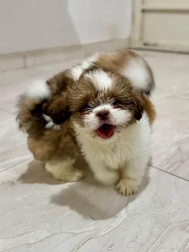 Filhotes Shih Tzu (Macho e Fêmea)