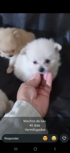 Lulu da pomerânia
