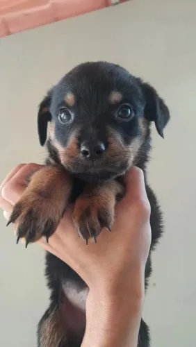 Rottweiler O Presente Que Seu Amor Vai Lembrar Para Sempre