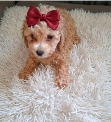 Filhotes de poodle fêmea e machinho disponível 