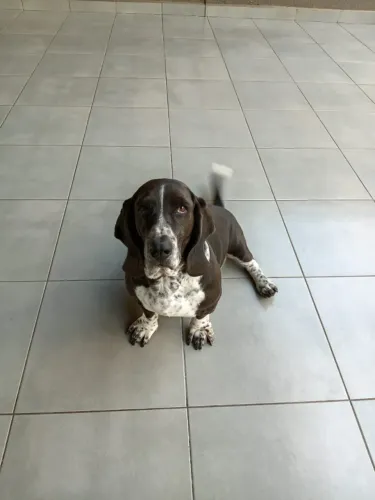 Procuro basset hound fêmea para cruza