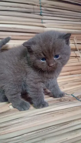 Gato britsh shorthar