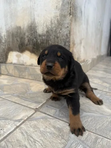 Filhote Rottweiler