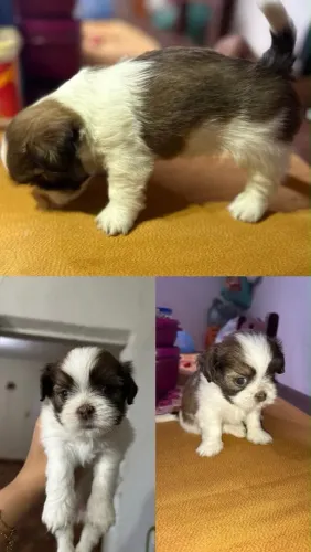 Shih TZU fêmea tricolor 