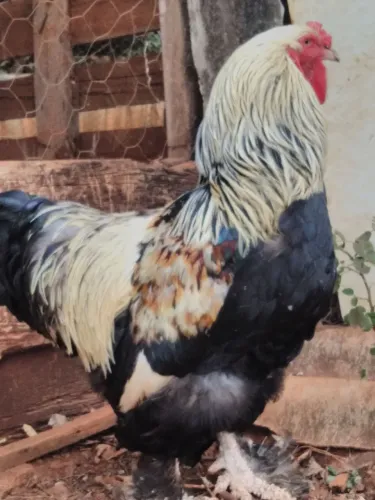 Galo Brahma