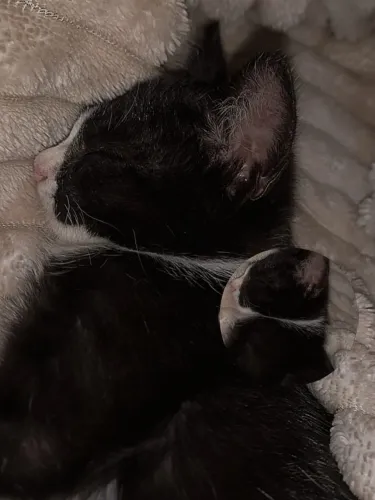 Gata frajola