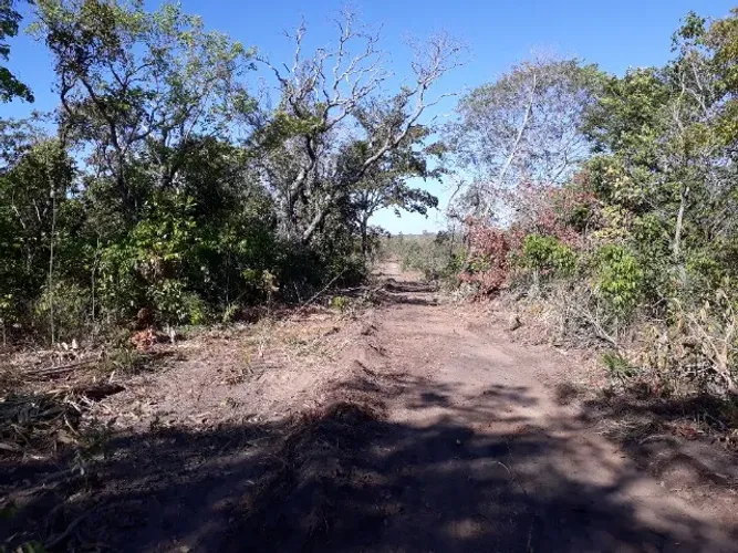 FAZENDA LIZARDA - LAVOURA E PECUÁRIA