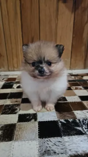 Lulu da Pomerânia macho