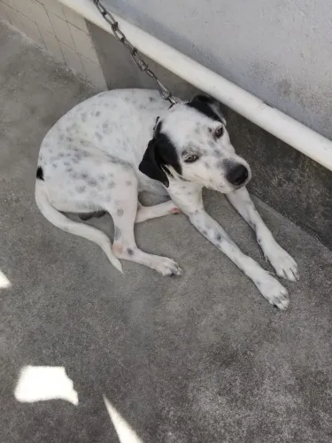 Cachorro para doação.