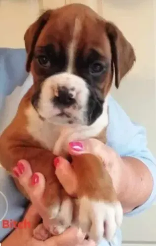 Boxer,Boxer Filhote Disponível Entrega Facilitada