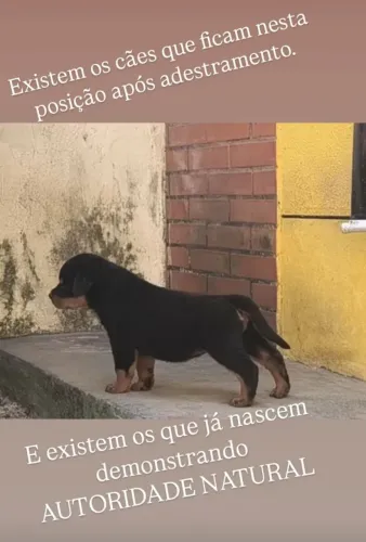 Rottweiler Padrão Exposições!