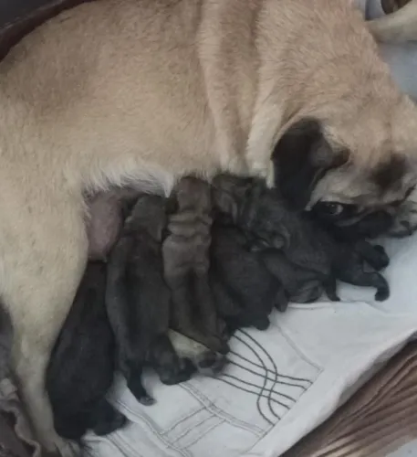 Filhotes Pug 