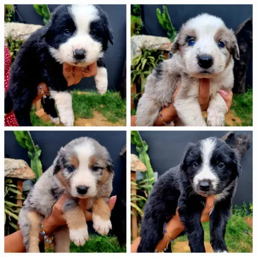Lindos filhotes de Border Colie