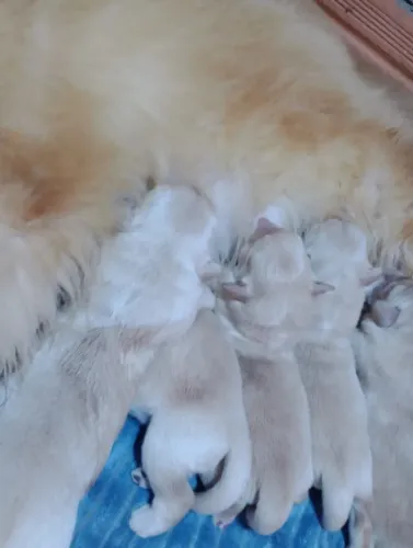 Golden retriever - puros legítimos pedigree opcional 