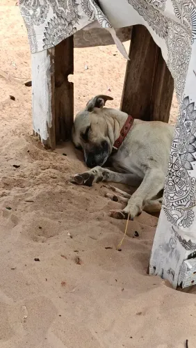 Adoção 