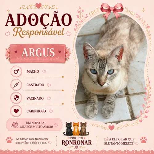 Gato macho para adoção 