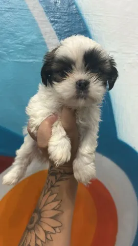 Filhote de shih tzu o bebê mais fofo que você vai conhecer