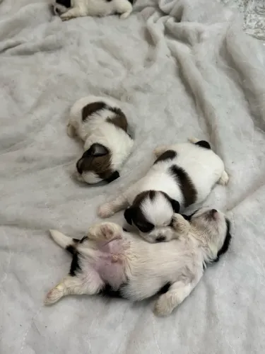 Shih tzu filhote