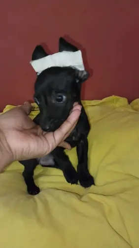 Pinscher