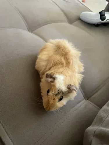 Porquinho da índia macho
