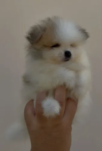 Spitz alemão Lulu da Pomerânia