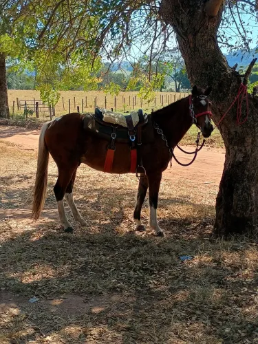 Troco cavalo 