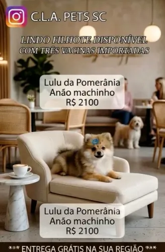 Lulu da Pomerânia Anão