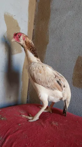 Vendo galinha