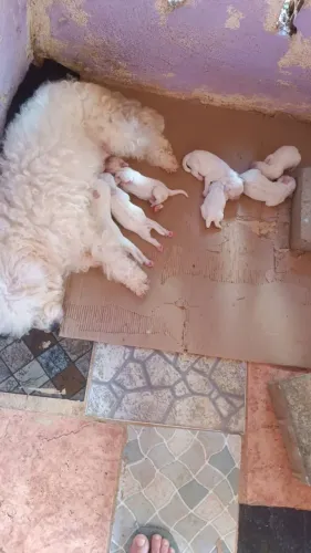Vende-se filhotes de poodle 