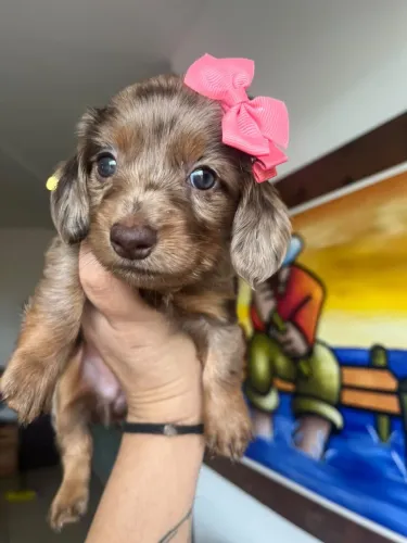 Dachshund Fêmea arlequim chocolate kaninchen pelo longo