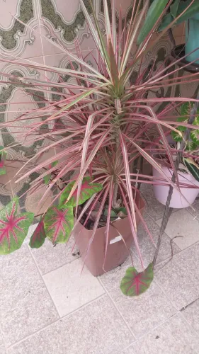 Duas plantas no mesmo vaso