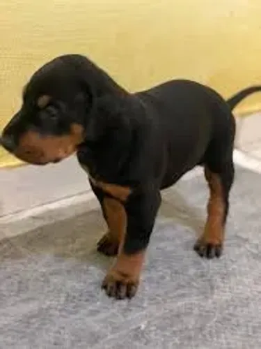 Doberman filhotes