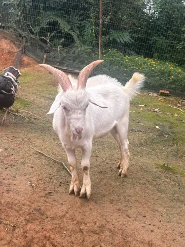 Casal de cabras
