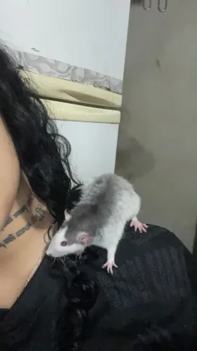 Rato Twister