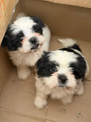 Vendo Shihtzu fêmea
