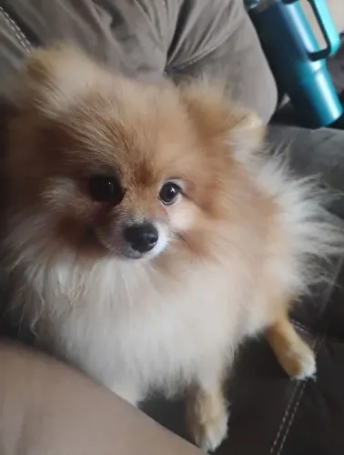 Doação Lulu da Pomerânia