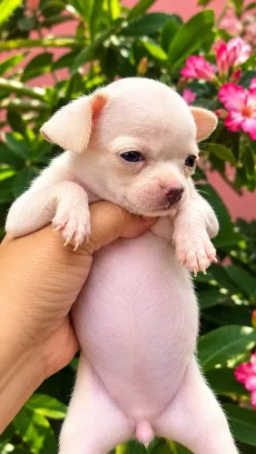 chihuahua FÊMEA 