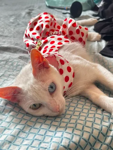 Doação de gatinha 